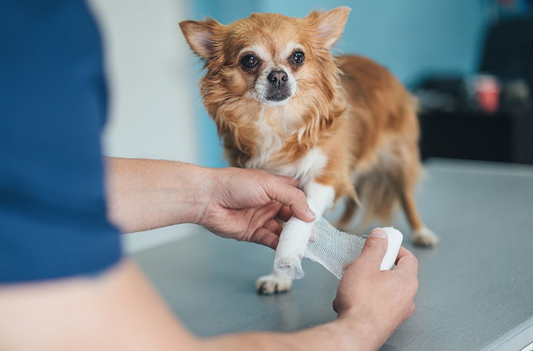 La médecine vétérinaire en 5 cas inusités