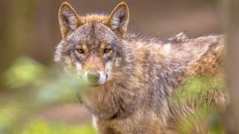 La résilience environnementale, un signe d’espoir pour la planète?