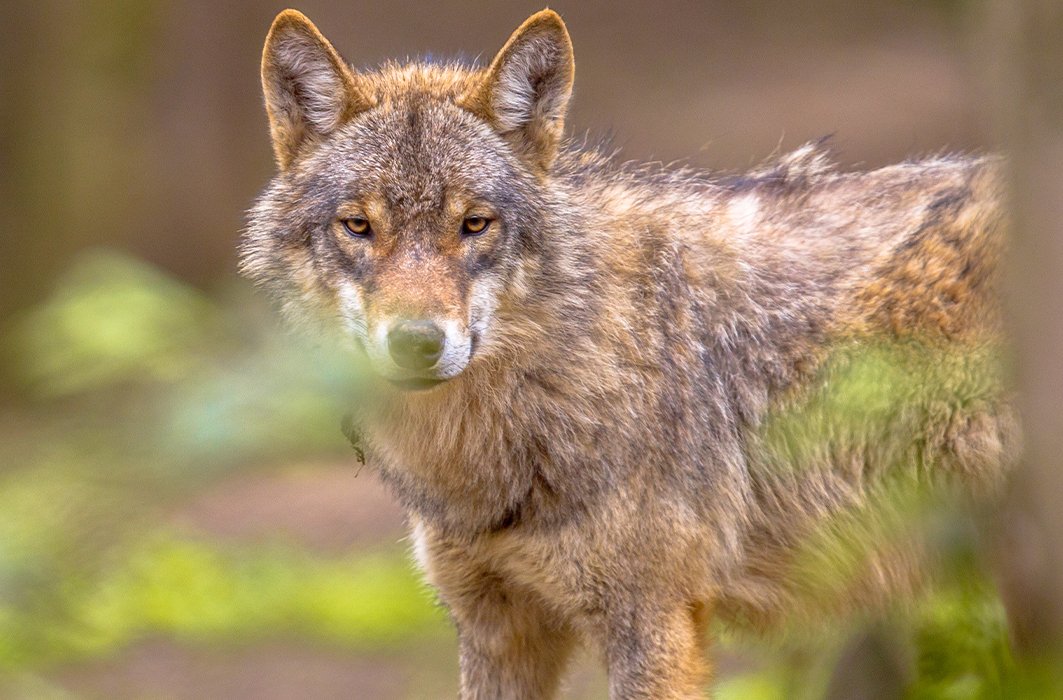 La résilience environnementale, un signe d’espoir pour la planète? La résilience environnementale, un signe d’espoir pour la planète?