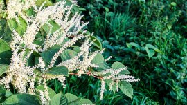 Les plantes exotiques envahissantes : un fléau sous la loupe des scientifiques