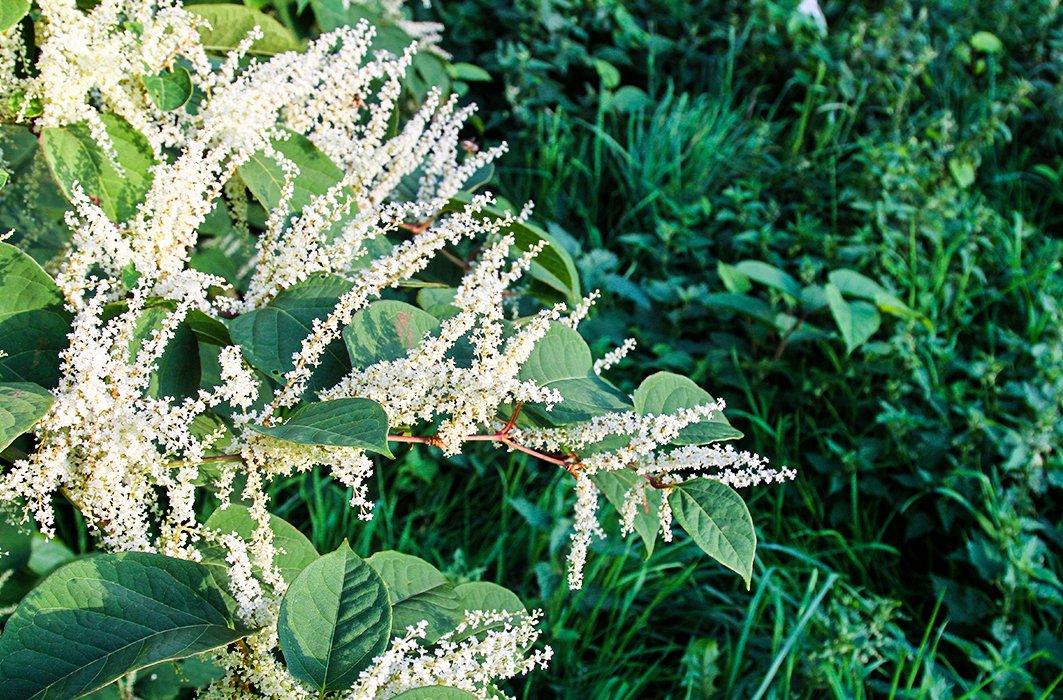 Renouée du Japon Renouée du Japon