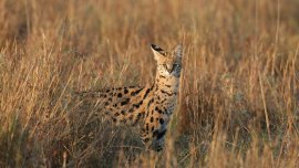 À la découverte des animaux du Malawi