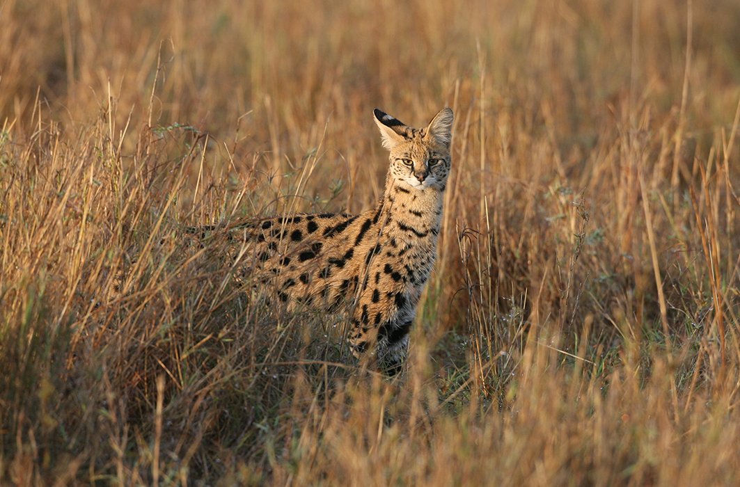 Un serval