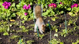 Comment protéger son jardin des animaux trop gourmands?