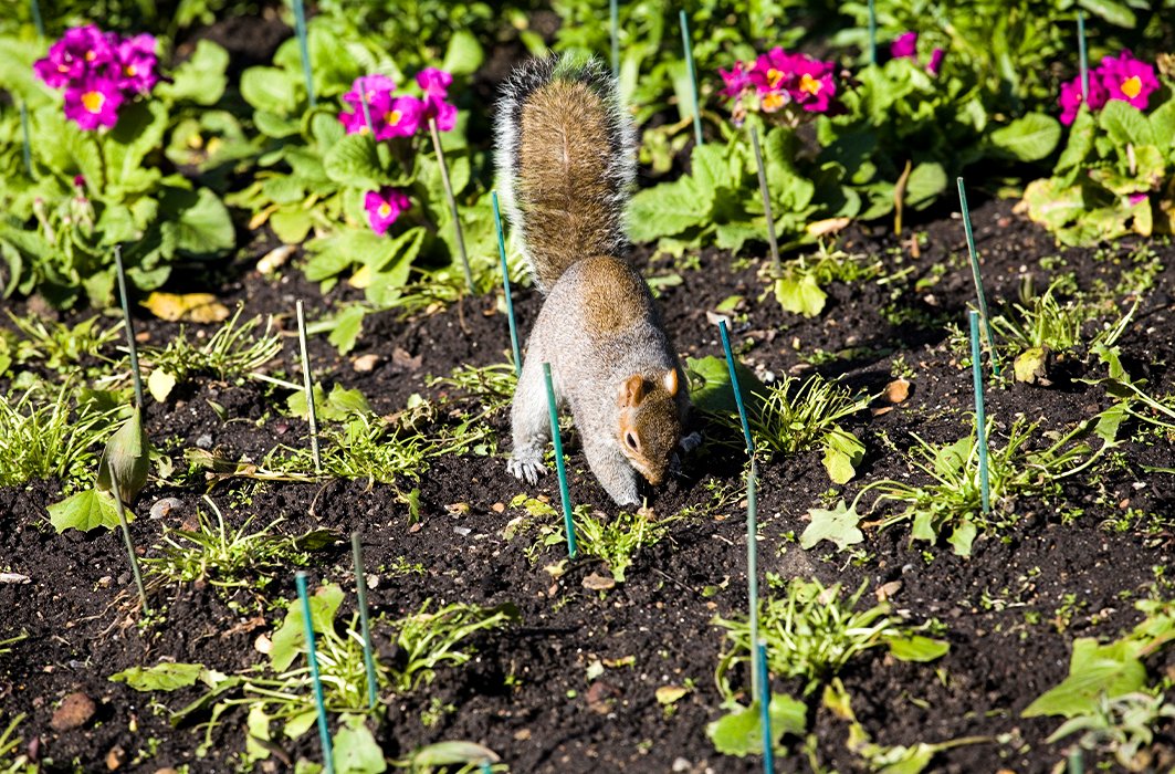 Un écureuil dans un jardin / iStock