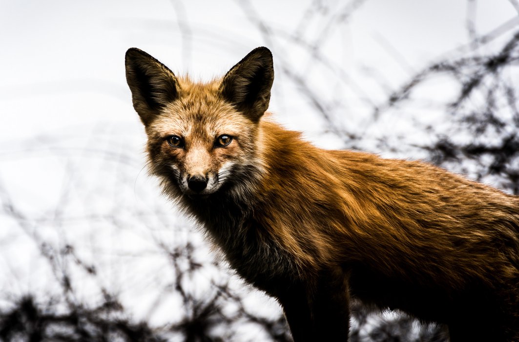 A La Decouverte De La Faune Montrealaise Ici Explora