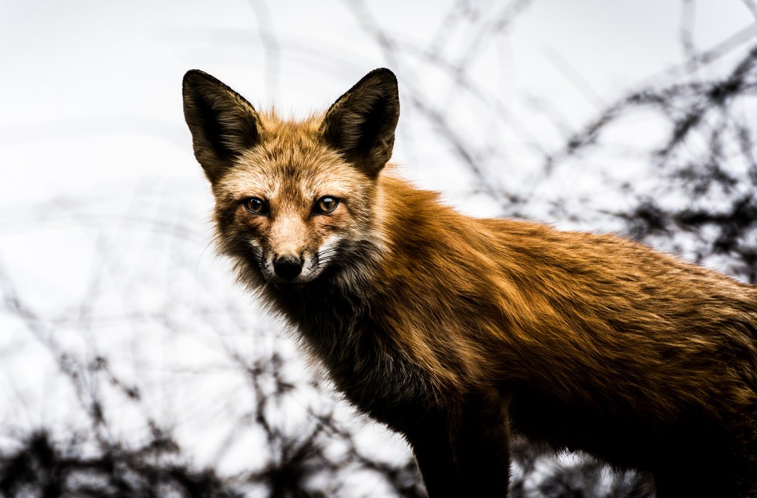 Un renard roux au Jardin botanique de Montréal