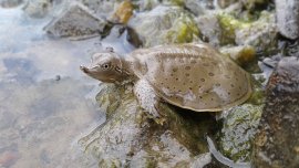 À la rescousse de la tortue molle à épines 
