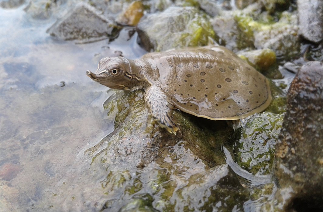 À la rescousse de la tortue molle à épines 