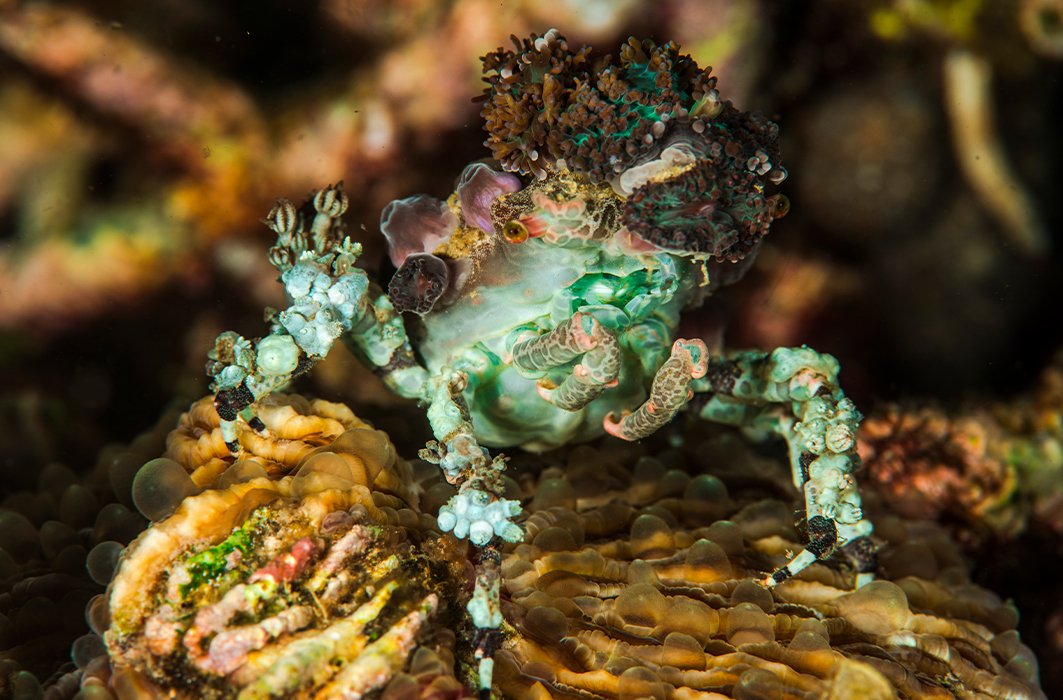 Un crabe décorateur. Un crabe décorateur.