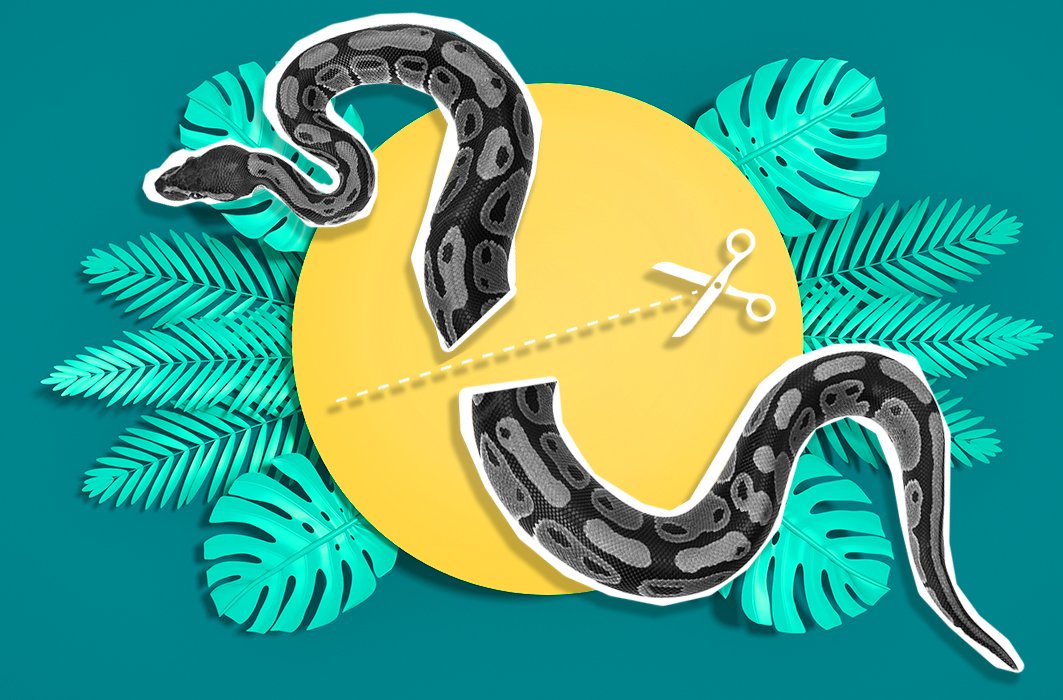 Secrets d'animaux : Est-ce qu’un serpent coupé en deux peut se régénérer? 