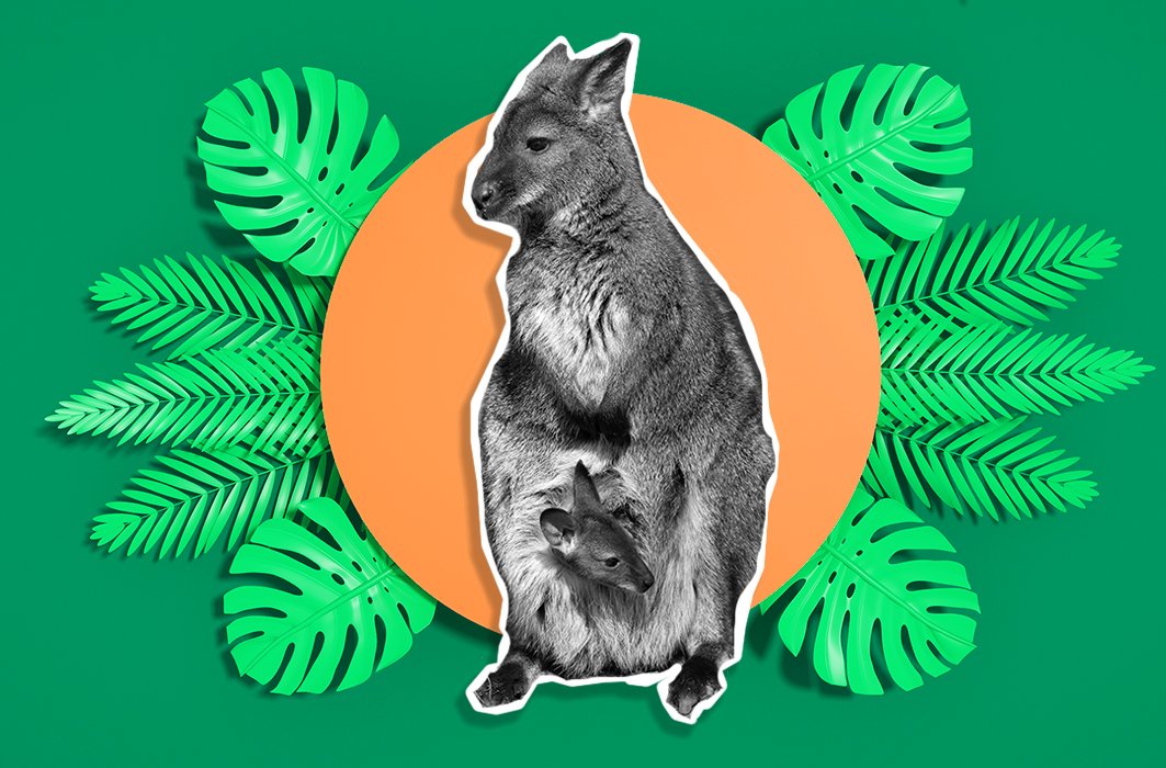 Secrets d'animaux : Le bébé kangourou fait-il ses besoins dans la poche?