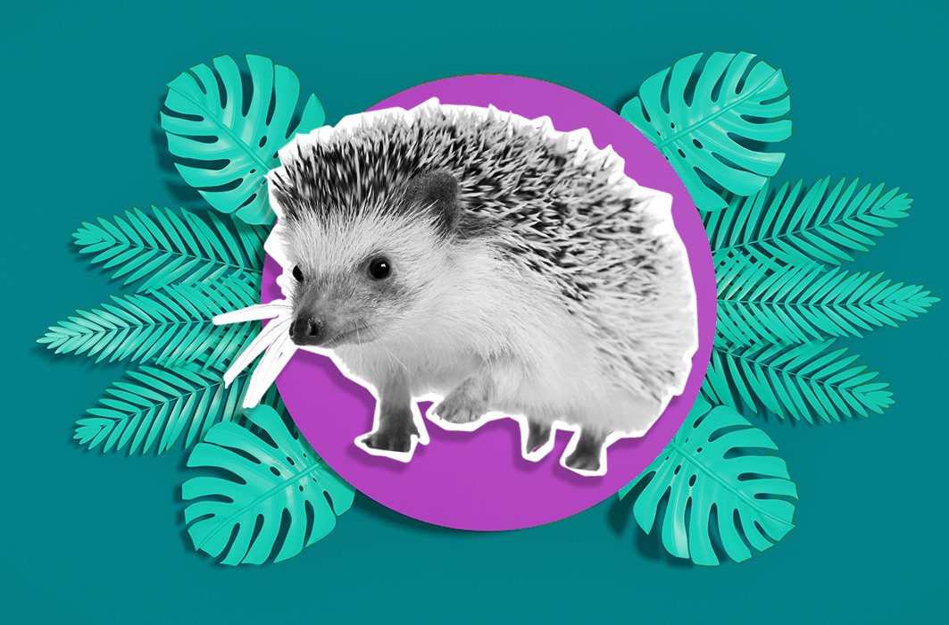 Secrets d'animaux : Est-ce que le hérisson est un petit porc-épic?