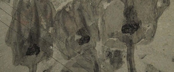 « Tulipes » fossiles dans les Rocheuses