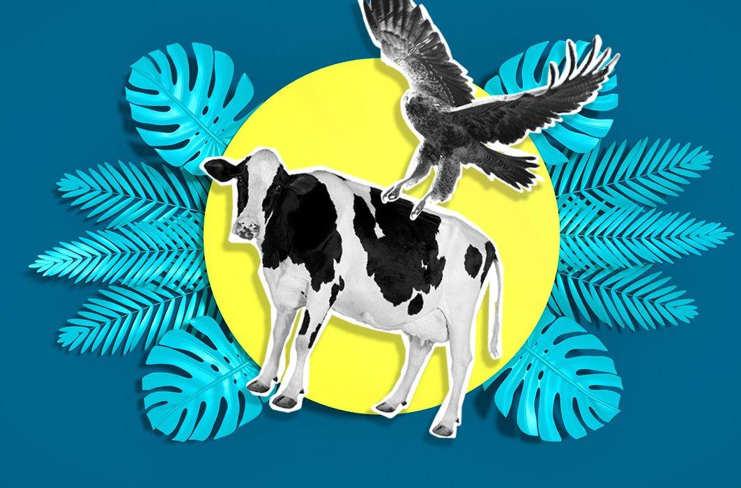 Secrets d'animaux : Un aigle est-il assez fort pour soulever une vache?