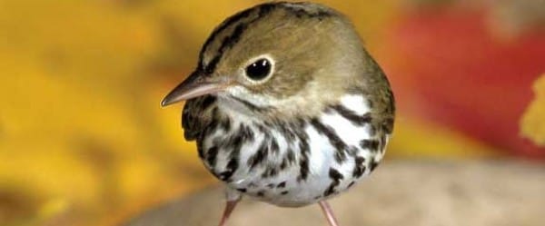 Ver de terre contre paruline couronnée