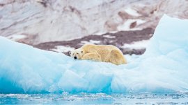 S'adapter pour survivre : 5 prouesses du règne animal