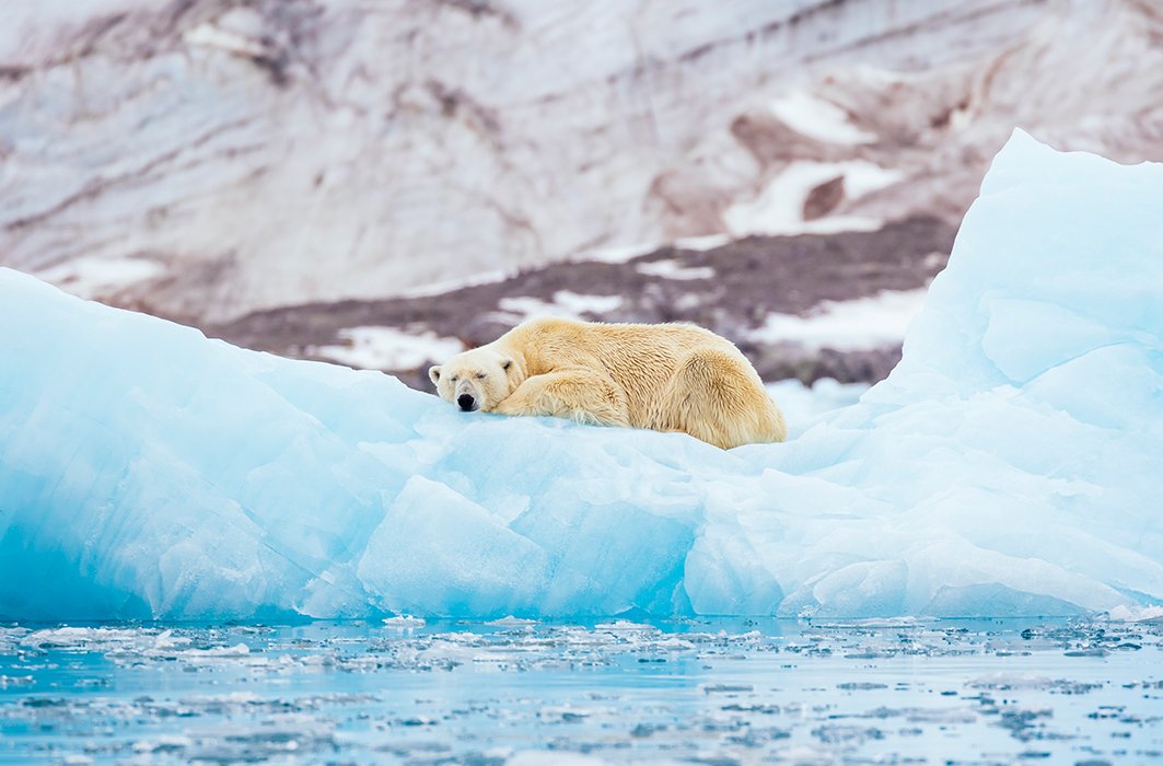 Un ours polaire sur un iceberg.