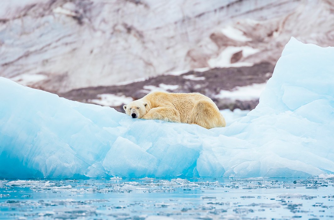 Un ours polaire sur un iceberg. Un ours polaire sur un iceberg.