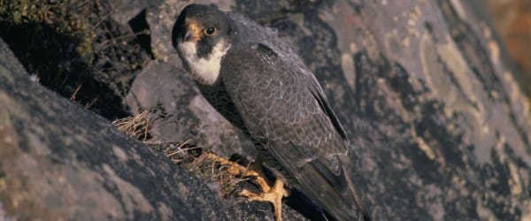 Périlleux, l'automne des pèlerins