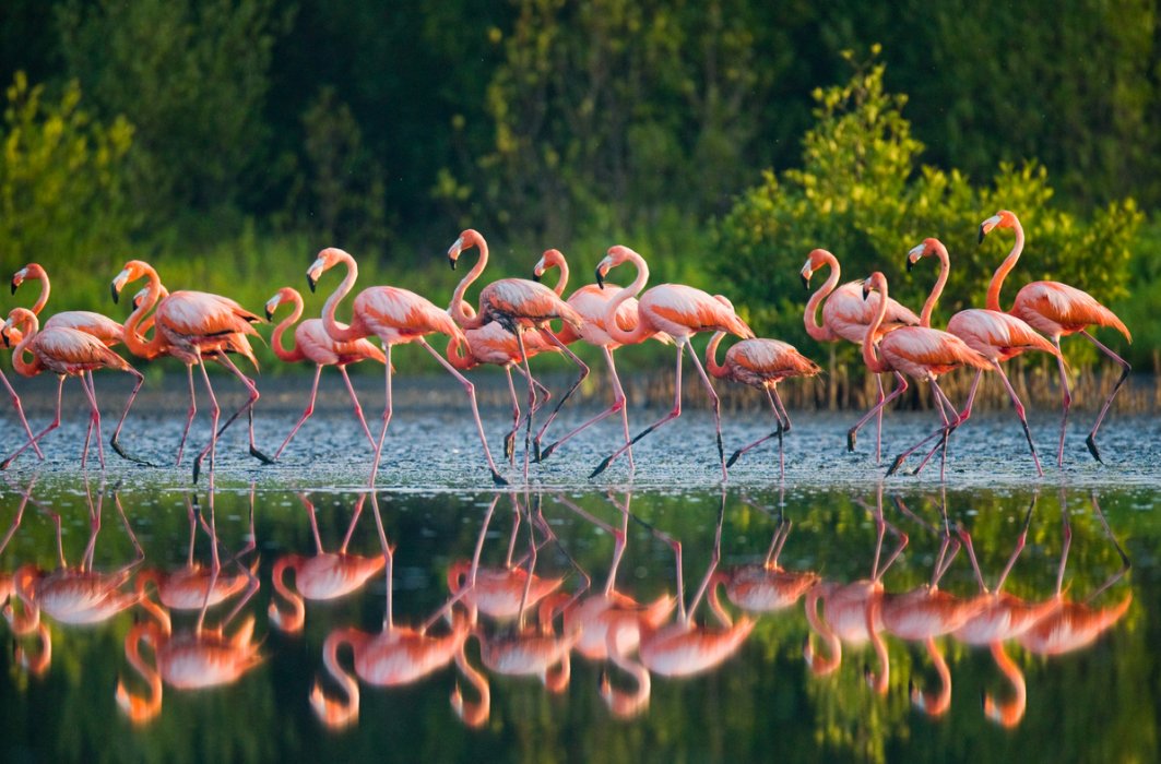 Cuba, un paradis pour la vie sauvage Cuba, un paradis pour la vie sauvage