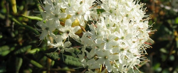 Fleur de thé du Labrador