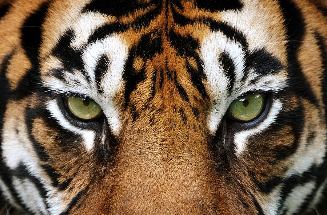 Portrait des yeux d'un tigre.