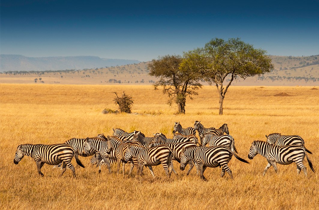 Nos suggestions de documentaires animaliers à découvrir