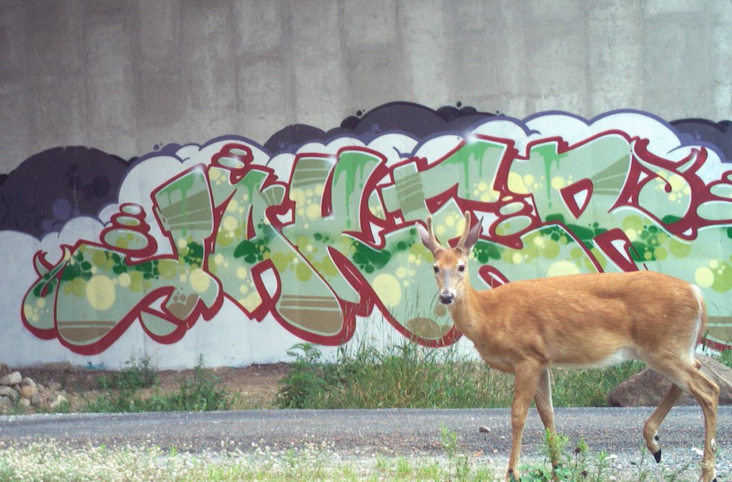 Passage faunique à Ivry-sur-le-Lac, dans les Laurentides Passage faunique à Ivry-sur-le-Lac, dans les Laurentides