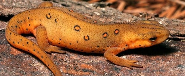 T'as de jolis reins, tu sais... T'as de jolis reins, tu sais...