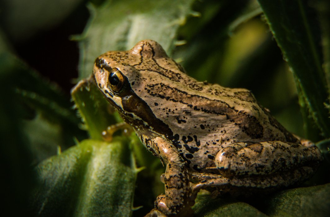 La rainette faux-grillon : portrait d’une espèce vulnérable