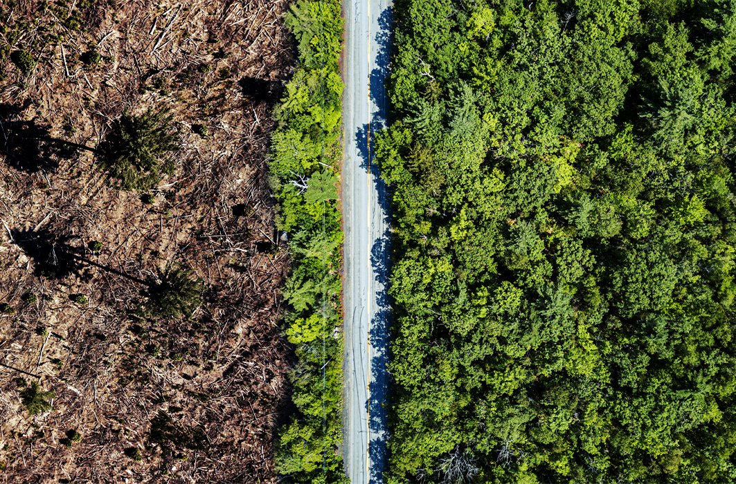 Une route sépare une zone coupe du reste de la forêt.