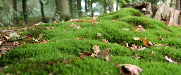 Mousses réfrigérantes Mousses réfrigérantes