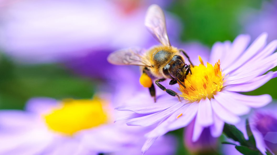 De l'abeille au papillon : à la rencontre de nos pollinisateurs