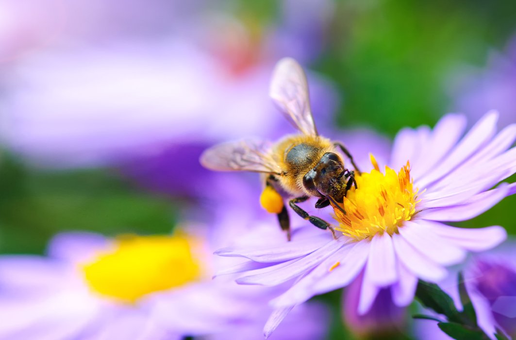 Une abeille sur une fleur.