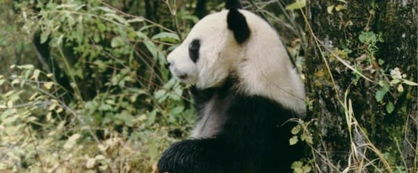 Quand les pandas font de la gymnastique