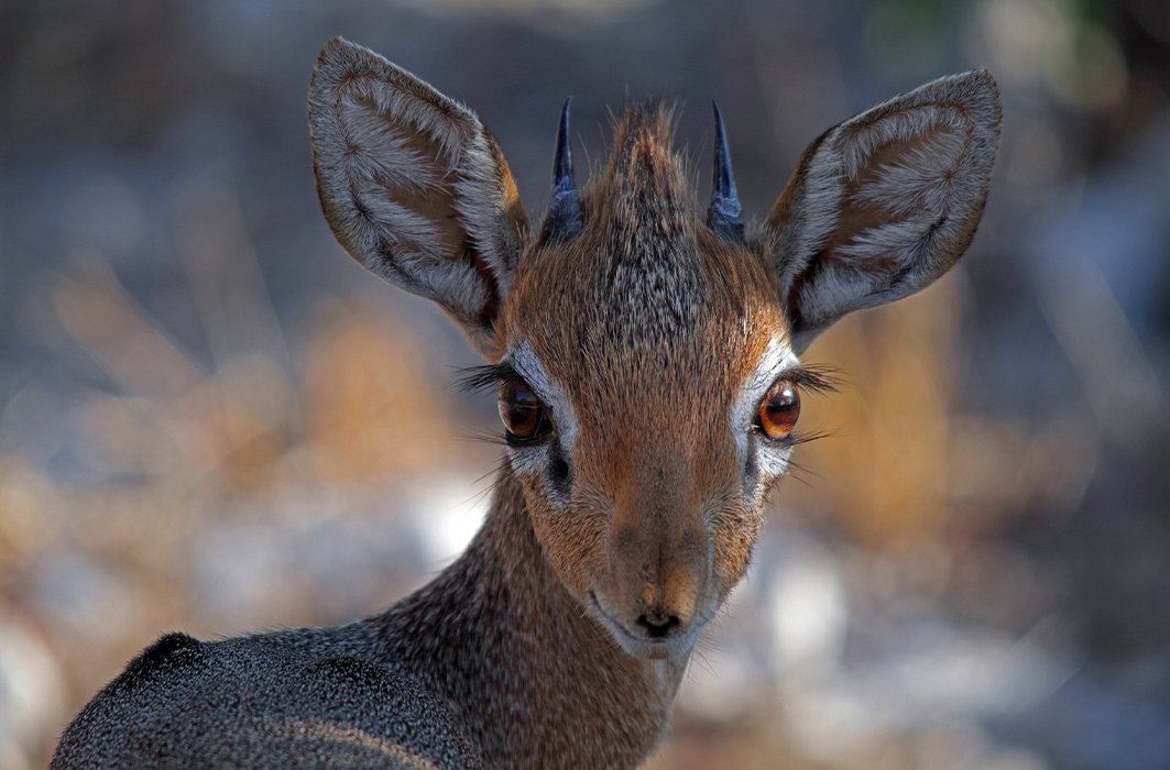 Un dik-dik dans la savane africaine.