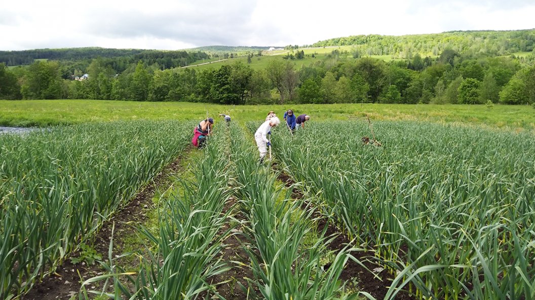 Artha-Récolte : les bénévoles de retour dans les champs du Centre-du-Québec