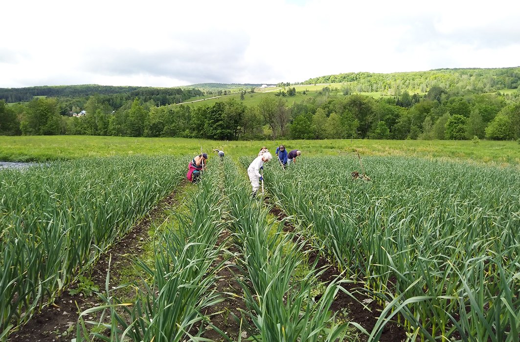 Artha-Récolte : les bénévoles de retour dans les champs du Centre-du-Québec