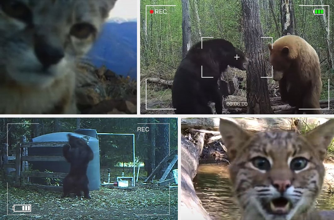 Des animaux filmés par des caméras de chasse.