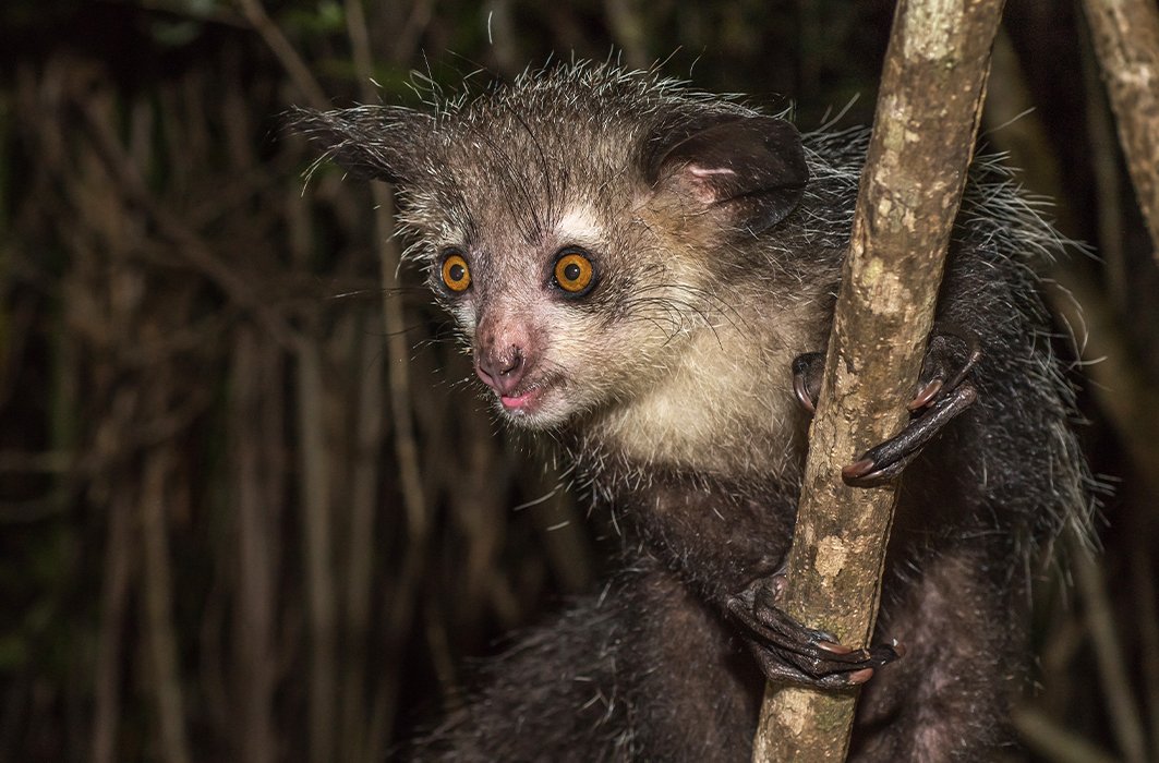 Un aye-aye Un aye-aye