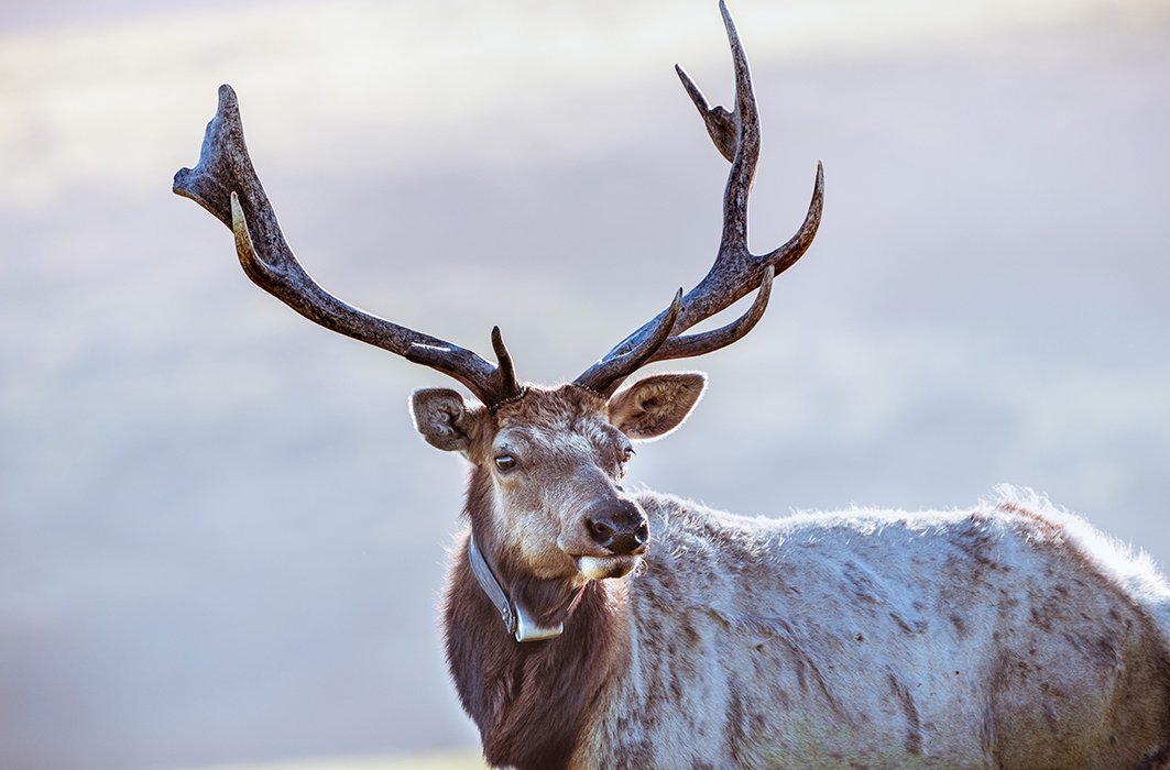 Un wapiti avec un collier télémétrique.