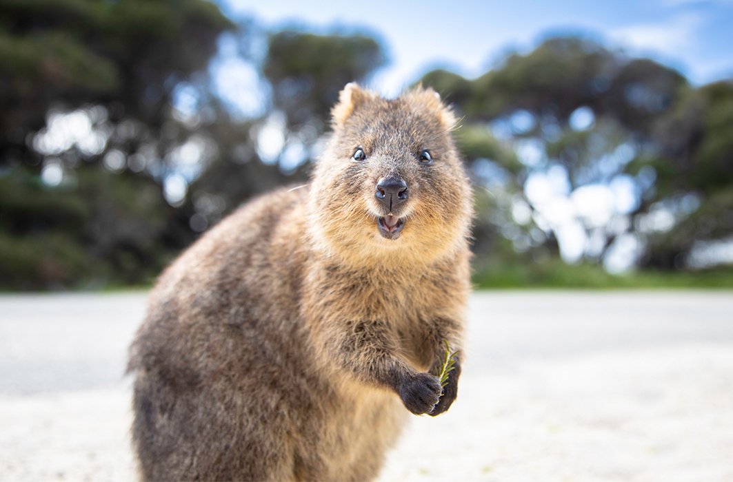 Un quokka en Australie.