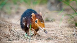 Animaux surprenants : le macroscélide de Peters