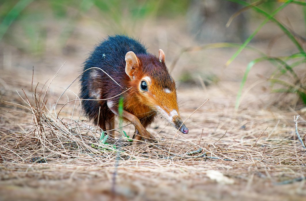 Un macroscélide de Peters