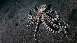 Des animaux aux pouvoirs étonnants