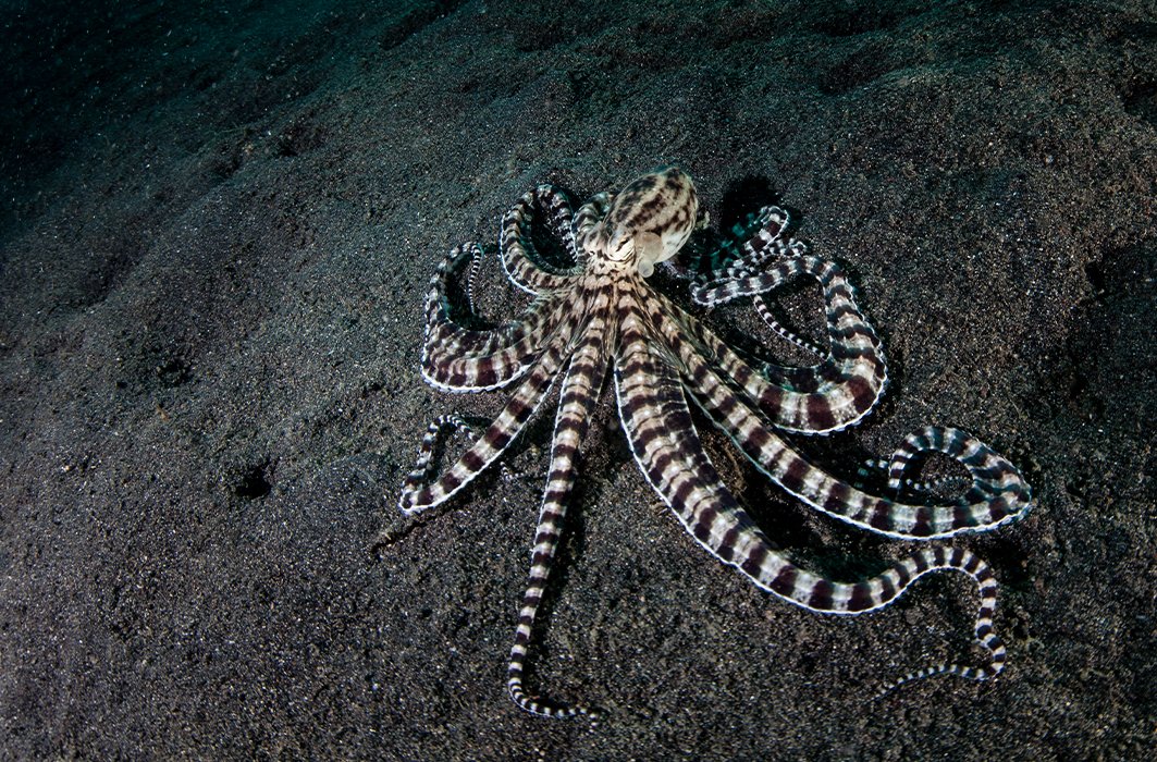 Une pieuvre mimétique. Une pieuvre mimétique.