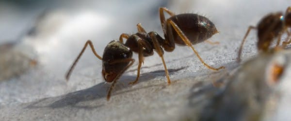 Des fourmis high-tech
