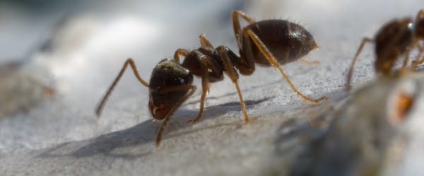 Des fourmis high-tech Des fourmis high-tech