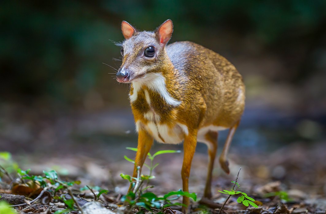 Un petit cerf-souris. Un petit cerf-souris.
